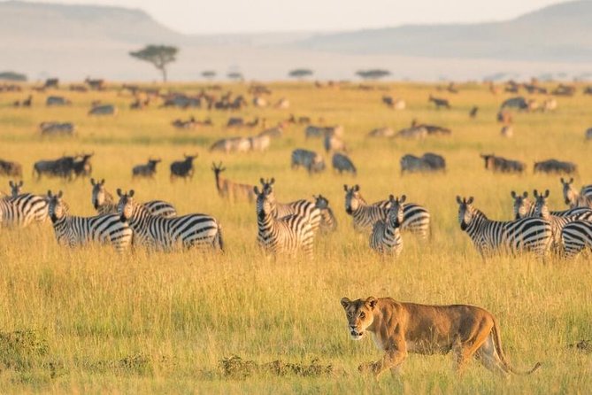 2 Days Selous Game Reserve Safari from Zanzibar or Dar es salaam - The first game drive begins on arrival