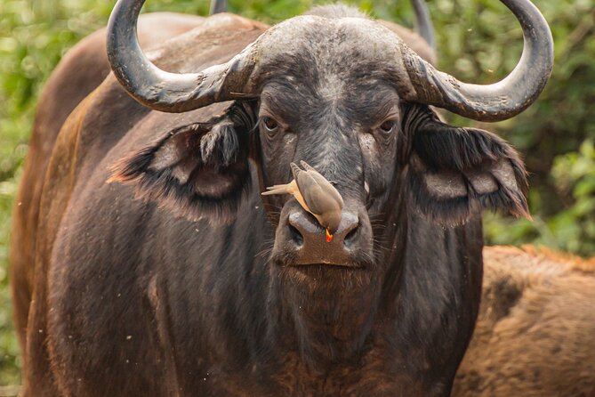 2 Days Tanzania Midrange Group Join Safari - Key points to know before booking