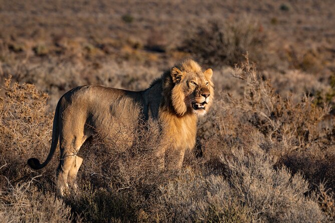 2 Days Tanzania Midrange Group Join Safari - Ngorongoro Crater: wildlife below the rim