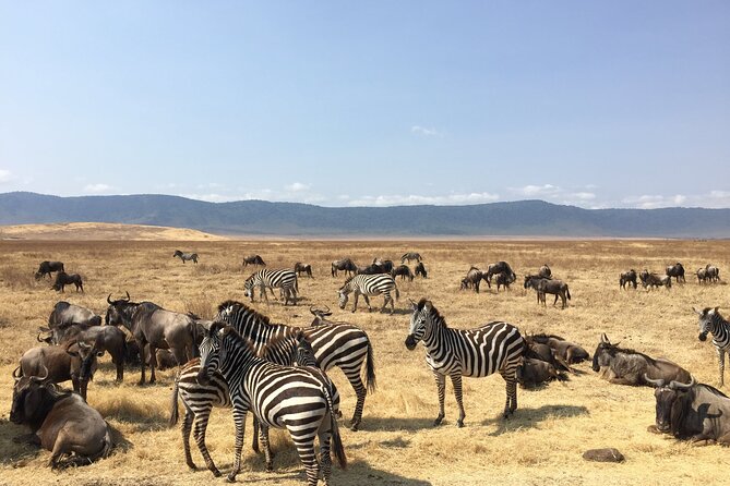 2 Days Tanzania Midrange Group Join Safari - Practical questions to settle before departure