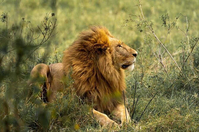 2 Days Tanzania Midrange Group Join Safari - Tarangire National Park: a full day around the river