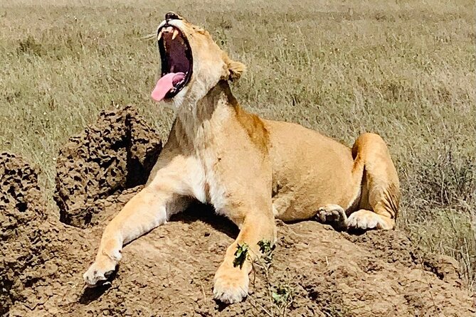 2- Days Tanzania Private (Budget) Safari - Guides, explanations, and the private format