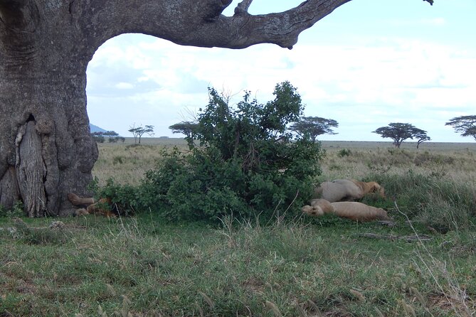 2 Days Tarangire and Ngorongoro Crater Tour - Meals, drinks, and the real value of $515