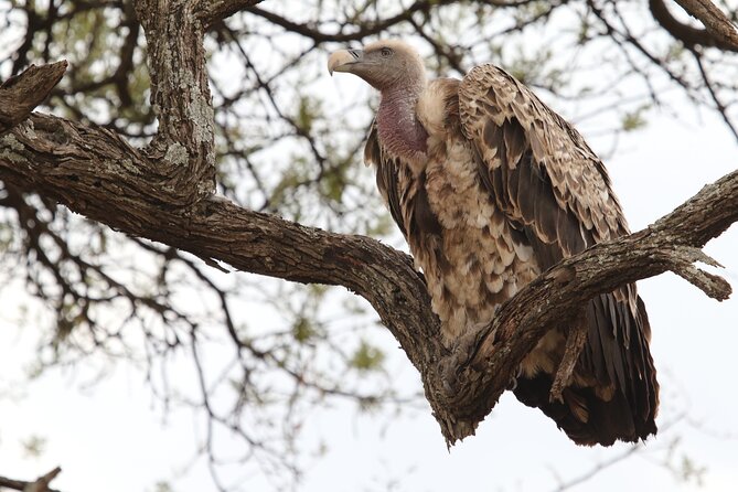 2 Days Tarangire and Ngorongoro Group Camping Safari - Why this two-day safari works
