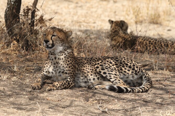 2 Days Tarangire and Ngorongoro Group Camping Safari - Ngorongoro Crater begins with a steep descent