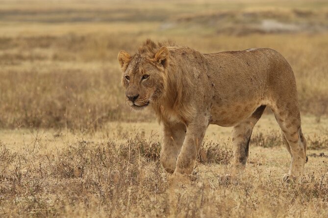 2 Days Tarangire and Ngorongoro Group Camping Safari - Lake Magadi and the crater’s water supply
