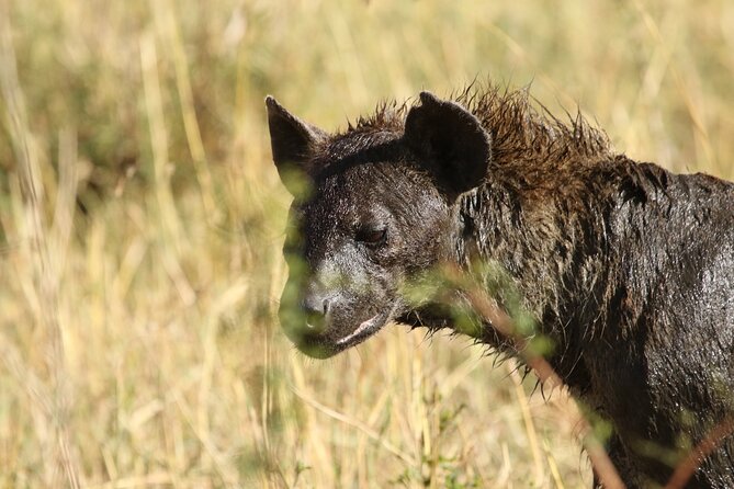 2 Days Tarangire and Ngorongoro Group Camping Safari - Service, ratings, and what they mean