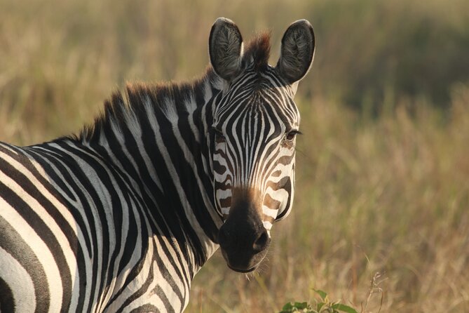 2 Days Tarangire and Ngorongoro Mid-Range Group Safari - Key points at a glance