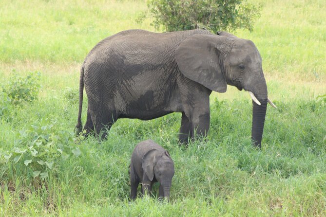 2 Days Tarangire and Ngorongoro Mid-Range Group Safari - Why this two-day safari works from Arusha