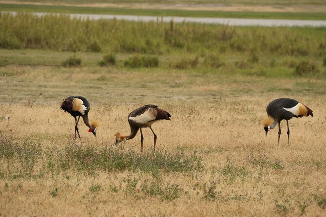 2 Days Tarangire and Ngorongoro Mid-Range Group Safari - What the $550 price really buys you
