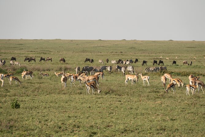 2 Days Tarangire and Ngorongoro Mid-Range Group Safari - Tarangire National Park and its famous elephants