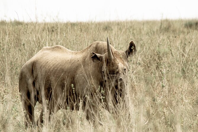 2 Days Tarangire and Ngorongoro Safari Tour in Tanzania - The pace, comfort, and practical tradeoffs