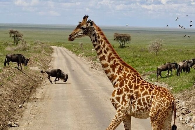 2 days Tarangire and Ngorongoro short safari - What the $1,100 Price Covers