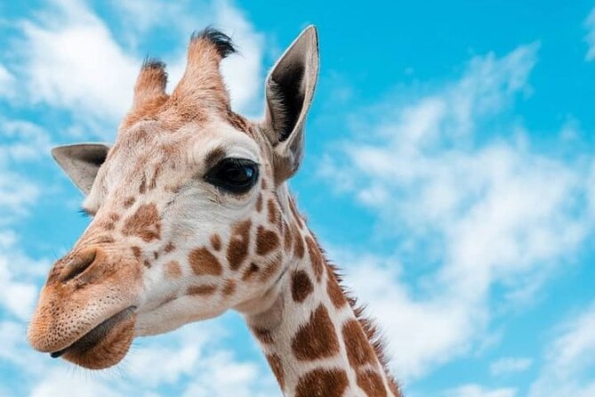2 days Tarangire and Ngorongoro short safari - Who Should Choose This Safari?