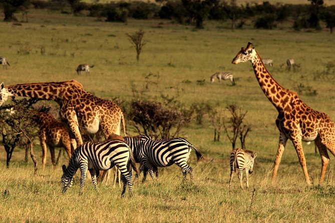 2 Days Tarangire & Ngorongoro Budget Safari Tour Tanzania - Day two: the Ngorongoro Crater in a compact wildlife area