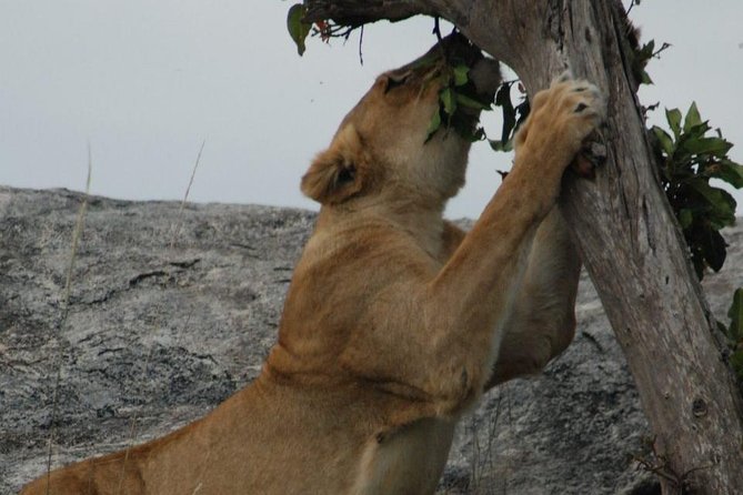 2 Days Tarangire & Ngorongoro Budget Safari Tour Tanzania - The guide matters more than the vehicle