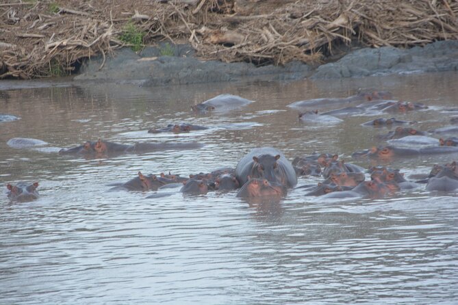 2 Days Tour From Zanzibar to Nyerere National Park (Selous GR) - Day two: a sunrise walk through the bush