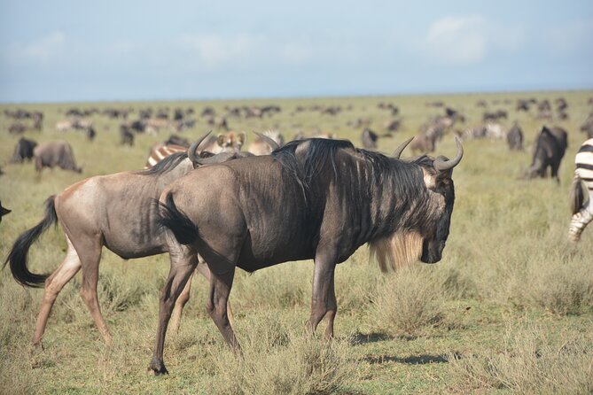 2 Days Tour From Zanzibar to Nyerere National Park (Selous GR) - The Rufiji River at 10:00 AM
