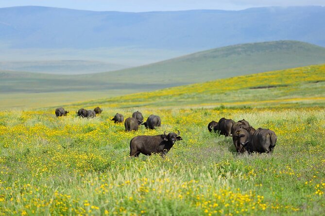 2 days Tour Tarangire & Ngorongoro - An early start from Arusha at 7:30 am