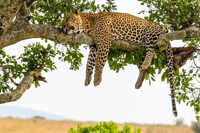 2 days Tour Tarangire & Ngorongoro - Tarangire: six hours with elephants and wild cats