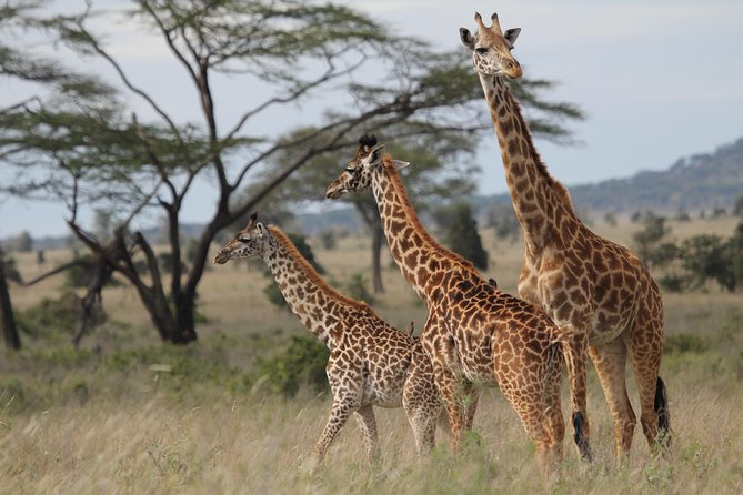 2 Days Wildlife game drives Through Tarangire and Ngorongoro Crater - Two Parks, Two Very Different Wildlife Experiences