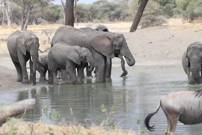 2 Days Wildlife game drives Through Tarangire and Ngorongoro Crater - Food, Camping, and What the $560 Covers