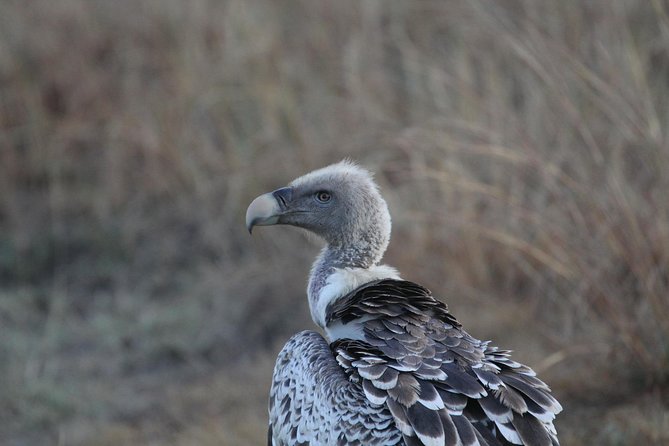 2 Days Wildlife game drives Through Tarangire and Ngorongoro Crater - The Guides and the Human Side of the Trip