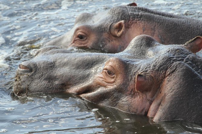 2 Days Wildlife game drives Through Tarangire and Ngorongoro Crater - Who Will Enjoy This Two-Day Safari Most?