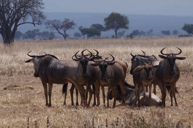 2 Days Wildlife Safari in Mikumi National Park - Why Mikumi works for a short safari