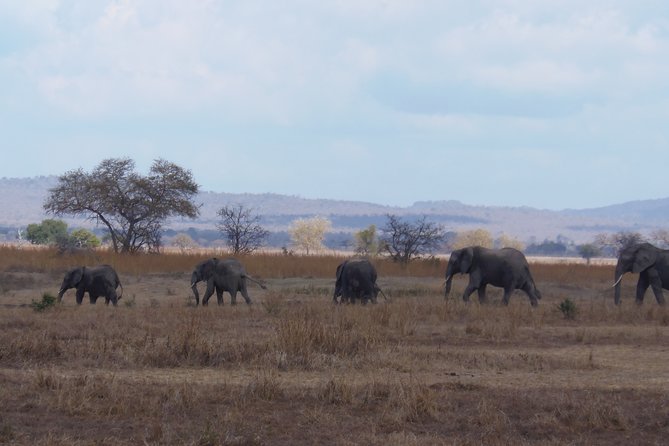 2 Days Wildlife Safari in Mikumi National Park - The wildlife: what you may actually see