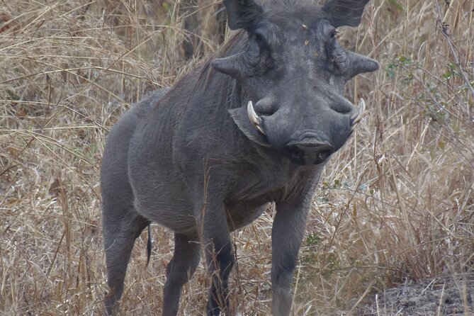 2 Days Wildlife Safari in Mikumi National Park - Meals, clothing, and comfort in the park