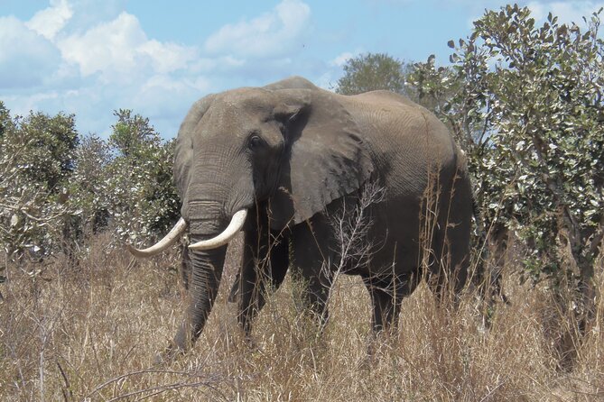 2 Days Wildlife Safari in Mikumi National Park - The long road from Dar es Salaam or Morogoro