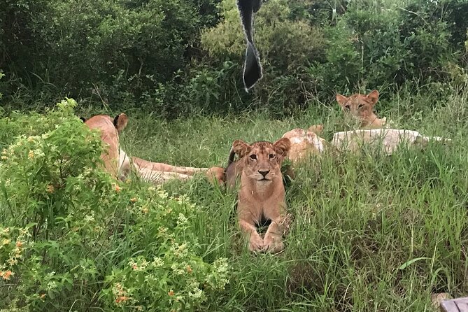 2 nights 3 days safari to mikumi national park - Meals, lodging, and comfort on the road