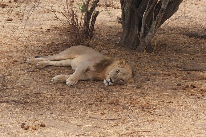 2 nights 3 days safari to mikumi national park - Day two: ten hours around Mkata and Chamgore