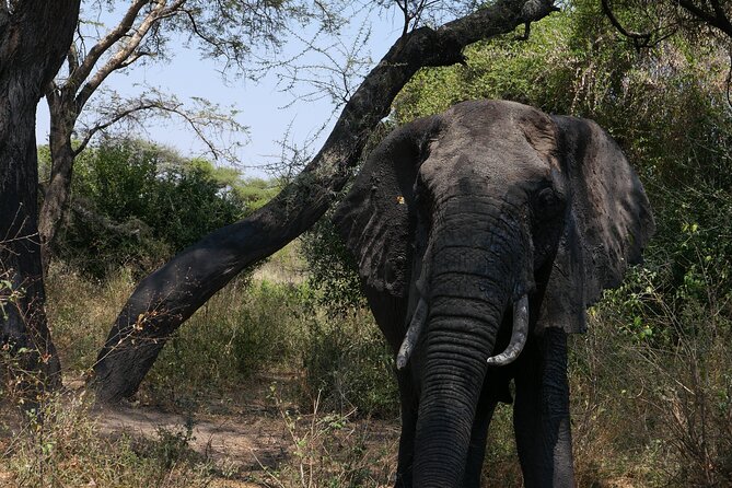 3-Day / 2 Nights Group Safari Serengeti & Ngorongoro Crater - The 6:00 a.m. start from Arusha or Moshi