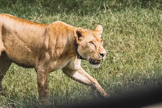 3-Day / 2 Nights Group Safari Serengeti & Ngorongoro Crater - Day two: sunrise in Serengeti and the road to Ngorongoro
