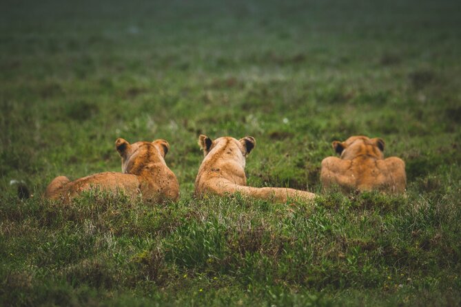 3-Day / 2 Nights Group Safari Serengeti & Ngorongoro Crater - Day three: the Ngorongoro Crater