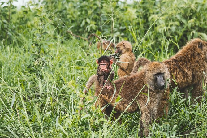 3-Day / 2 Nights Group Safari Serengeti & Ngorongoro Crater - Meals, camping gear, and what the price covers