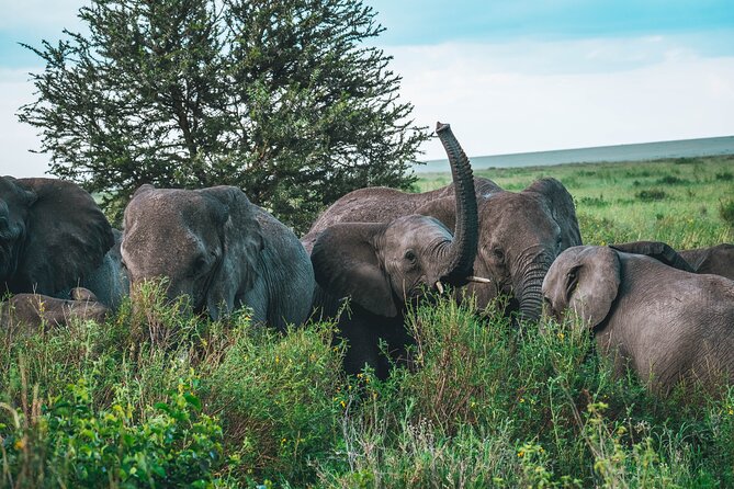 3-Day / 2 Nights Group Safari Serengeti & Ngorongoro Crater - The guide can make or break the experience