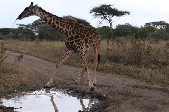 3-Day / 2 Nights Group Safari Serengeti & Ngorongoro Crater - Day one: entering Serengeti in the afternoon