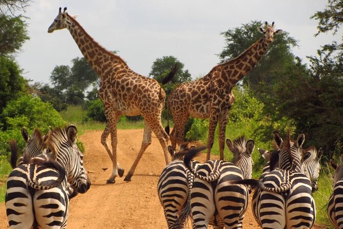 3-Day at Dar es Salaam To Selous GR (Nyerere NP) Game, Boat & Walking Safari - Key points at a glance