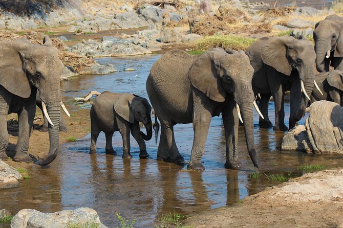 3-Day Camping Safari Tarangire, Lake Manyara & Ngorongoro crater - Day 2: Ngorongoro Crater’s concentrated wildlife