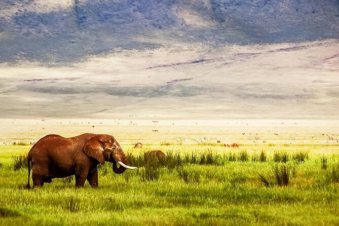 3-Day Camping Safari Tarangire, Lake Manyara & Ngorongoro crater - The driver and chef make a real difference