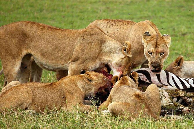 3-Day Camping Safari Tarangire, Lake Manyara & Ngorongoro crater - Is $735 a fair price?