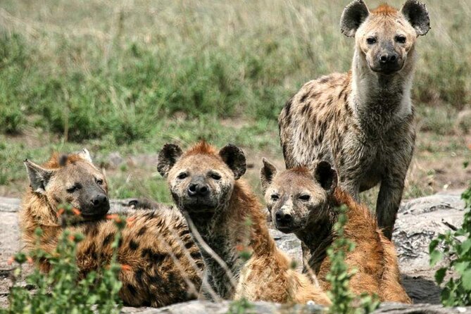 3 Day Classic, Guided Serengeti Safari - What this three-day Serengeti trip really offers