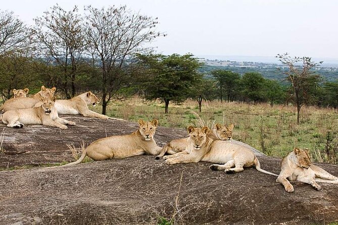 3 Day Classic, Guided Serengeti Safari - Comfort, communication, and family details
