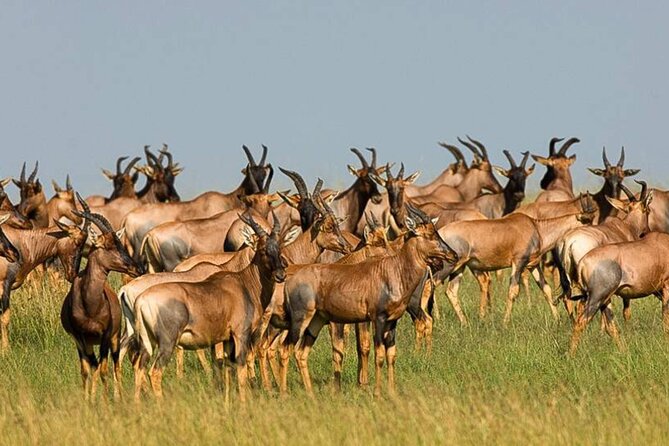 3 Day Classic, Guided Serengeti Safari - Day 2: A full day searching for Africa’s great animals
