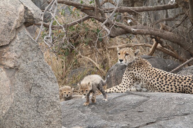 3-Day Classic Serengeti Safari - Why This Short Safari Works