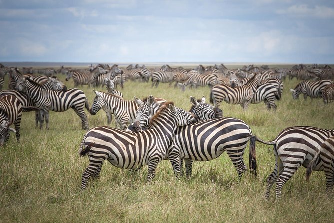 3-Day Classic Serengeti Safari - Day One: From Arusha to Serengeti