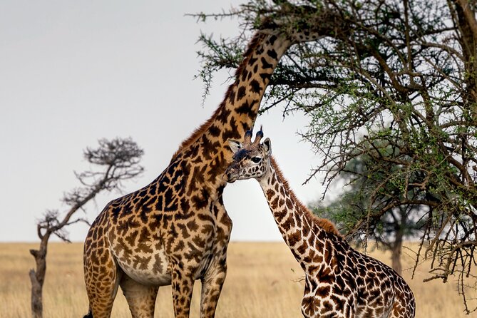 3-Day Luxury Safari Private Tour Tarangire and Ngorongoro - Why this three-day route works